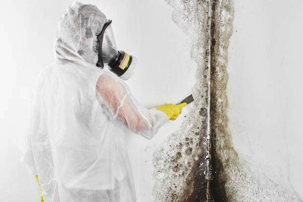 Mold Testing and Removal