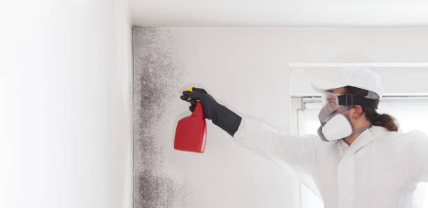 Best Mold Damage Repair  in Guilford Center, CT