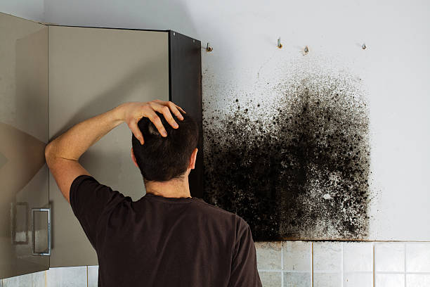 Best Certified Mold Removal  in Guilford Center, CT